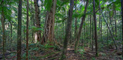 Rainforest - Fraser Island - QLD T (PB5D 00 U3A1293)